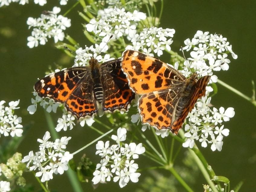 Kars Veling, voorjaarsgeneratie